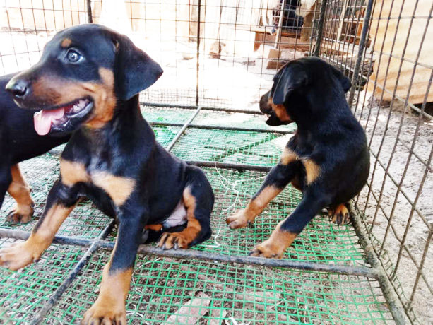 Doberman Puppy Jaffna Dog for Sale - Sri Lanka