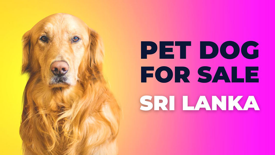 Dogs for Sale in Sri Lanka